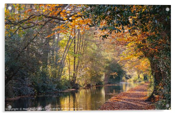 Autumn Colours on the Basingstoke Canal Acrylic by Pearl Bucknall