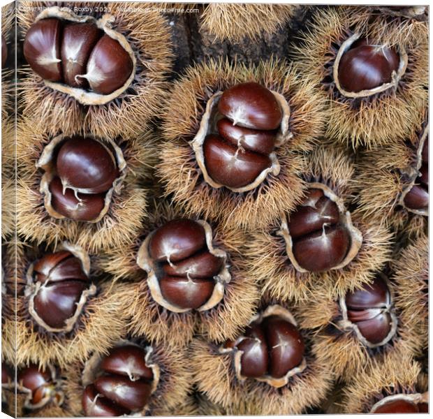 Sweet Chestnuts Canvas Print by Kay Roxby