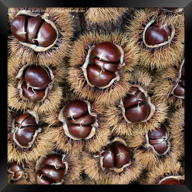 Sweet Chestnuts Framed Print by Kay Roxby