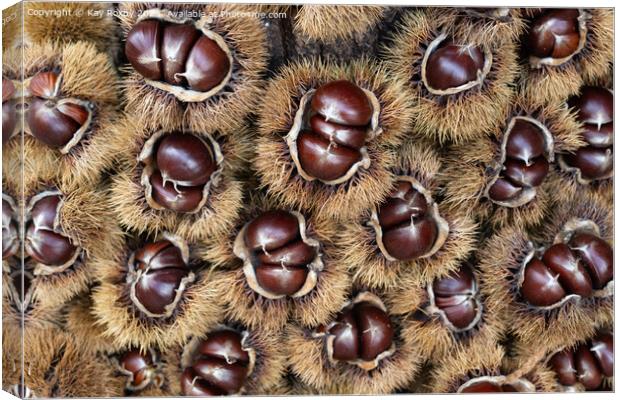 Sweet Chestnuts Canvas Print by Kay Roxby