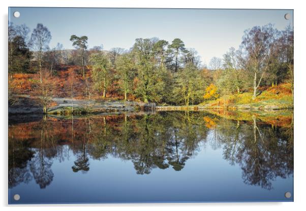 Tarn Hows Reflections Acrylic by Tim Hill