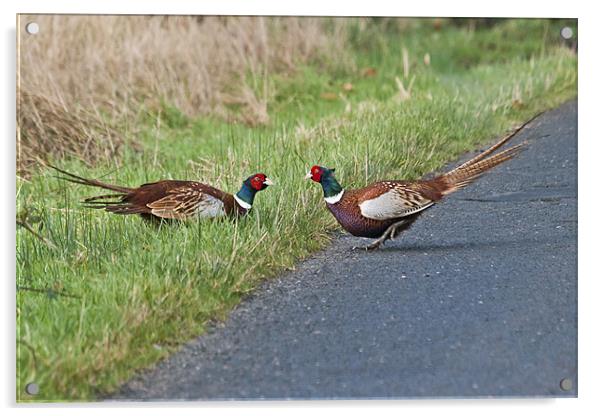 Cock pheasants fighting Acrylic by Gary Eason