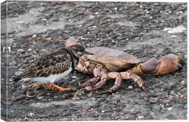 Turnstone and the Crab Canvas Print by Tom McPherson