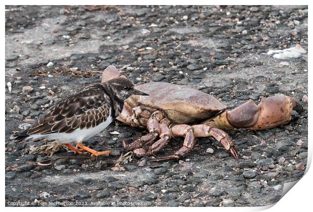Turnstone and the Crab Print by Tom McPherson