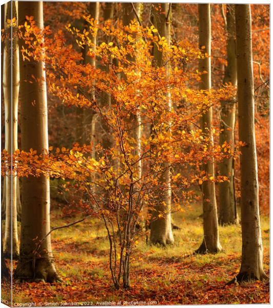 sunlit autumn tree Canvas Print by Simon Johnson