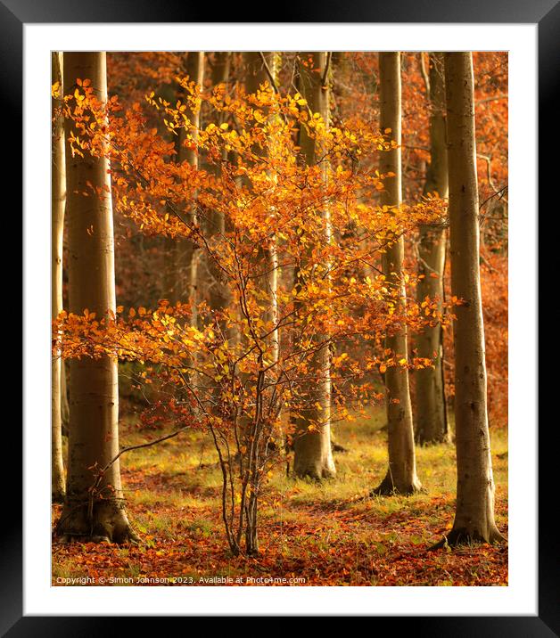 sunlit autumn tree Framed Mounted Print by Simon Johnson