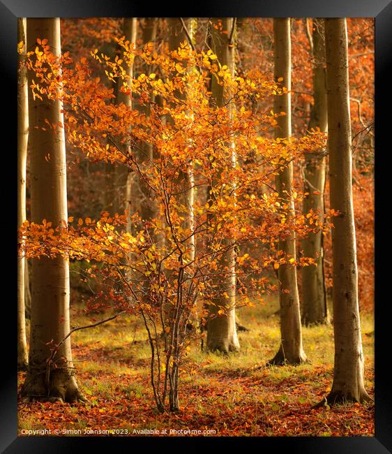 sunlit autumn tree Framed Print by Simon Johnson