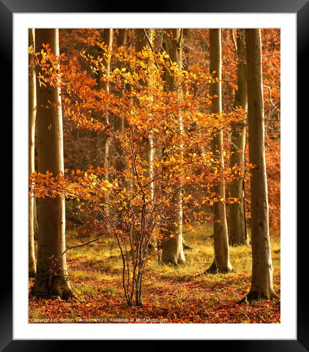 sunlt tree soft focus Framed Mounted Print by Simon Johnson