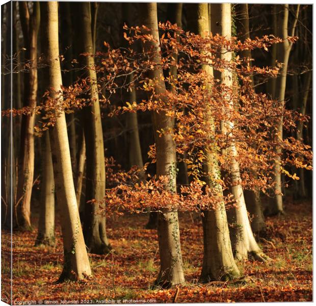 sunlit autumn leaves and woodland Canvas Print by Simon Johnson