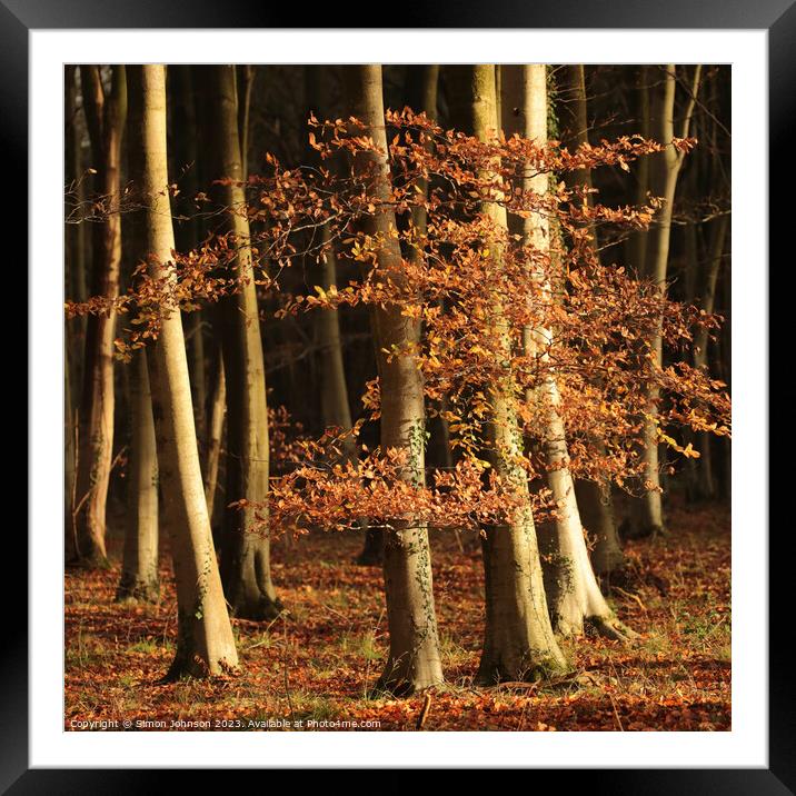 sunlit autumn leaves and woodland Framed Mounted Print by Simon Johnson