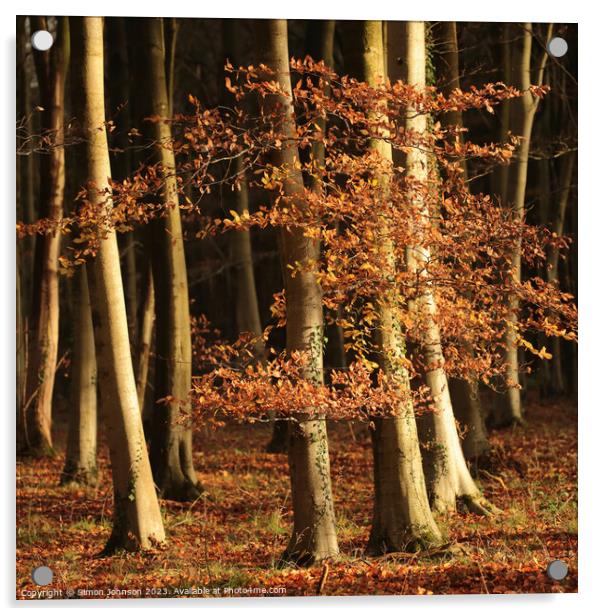 sunlit autumn leaves and woodland Acrylic by Simon Johnson