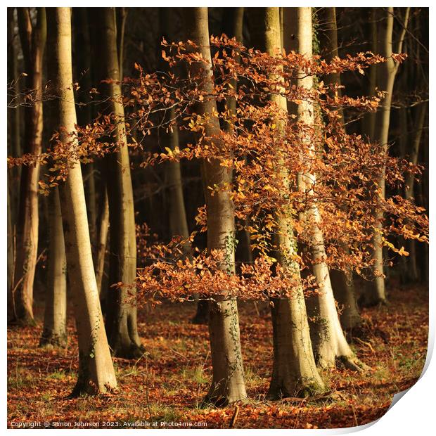 sunlit autumn leaves and woodland Print by Simon Johnson