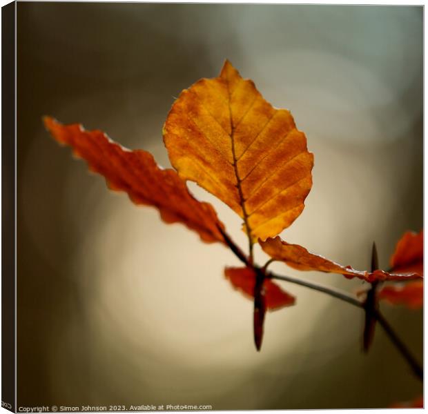 Autumn leaf Canvas Print by Simon Johnson