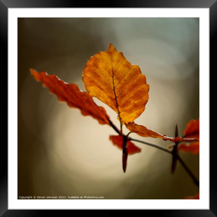 Autumn leaf Framed Mounted Print by Simon Johnson