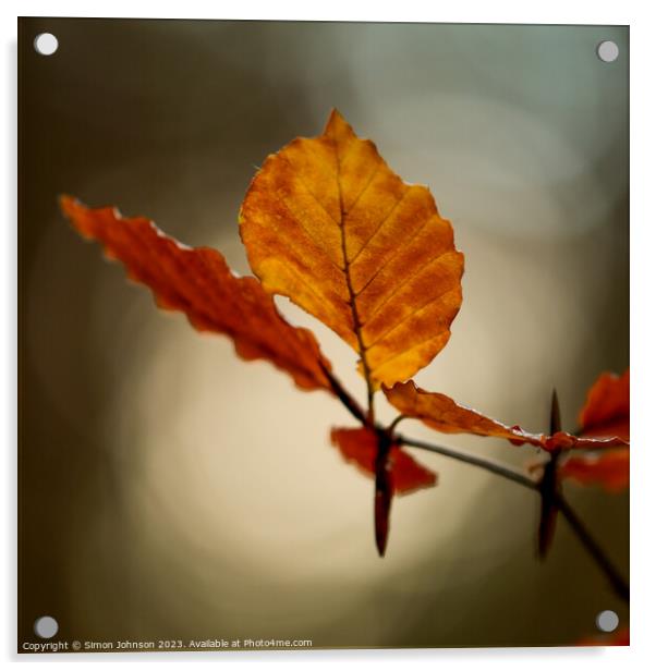 Autumn leaf Acrylic by Simon Johnson