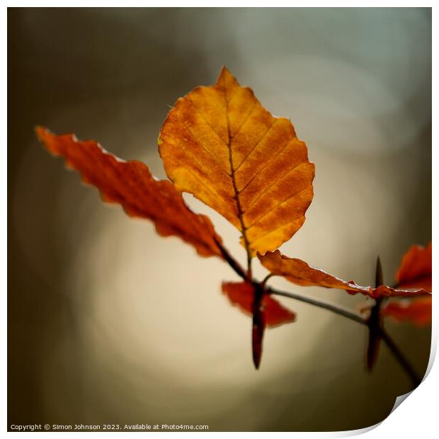 Autumn leaf Print by Simon Johnson