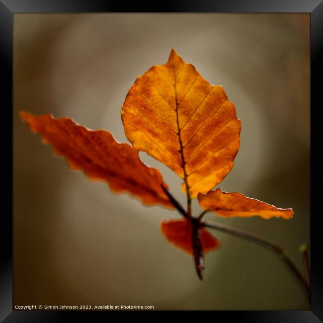 Autumn leaf Framed Print by Simon Johnson