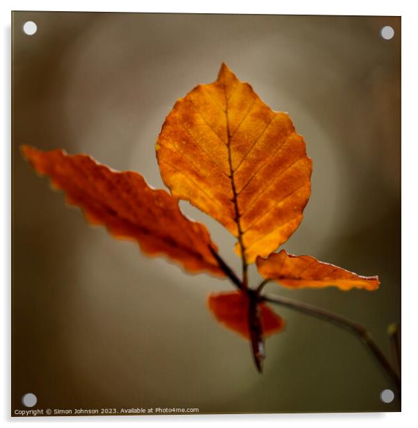 Autumn leaf Acrylic by Simon Johnson