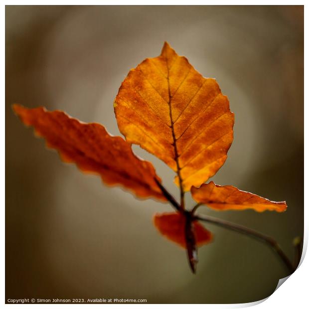 Autumn leaf Print by Simon Johnson