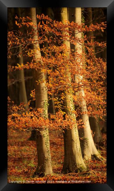 Sunlit autumn leaves  Framed Print by Simon Johnson