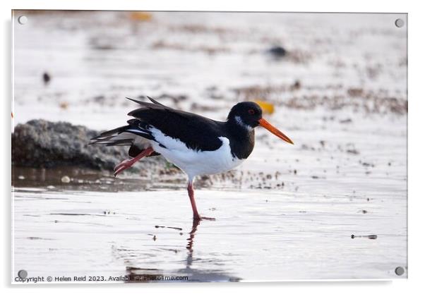 Oyster catcher stood on one leg  Acrylic by Helen Reid