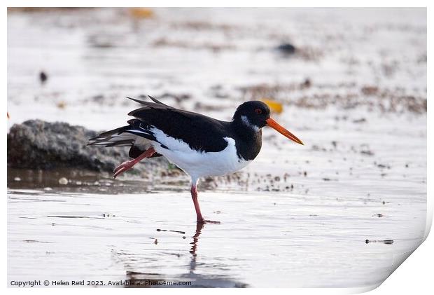 Oyster catcher stood on one leg  Print by Helen Reid