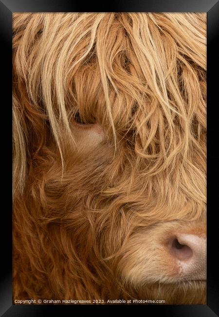 Highland Cow Framed Print by Graham Hazlegreaves
