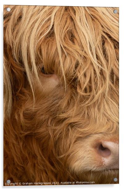Highland Cow Acrylic by Graham Hazlegreaves