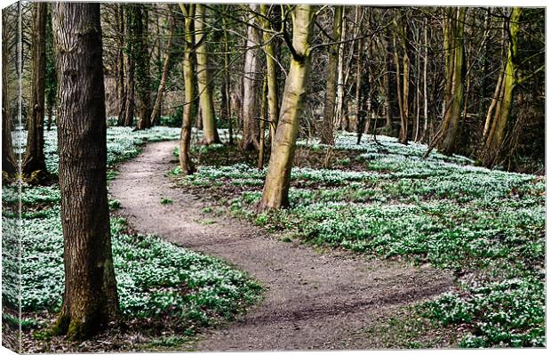 Snowdrops at Walsingham Canvas Print by Stephen Mole