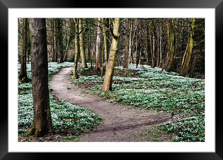 Snowdrops at Walsingham Framed Mounted Print by Stephen Mole