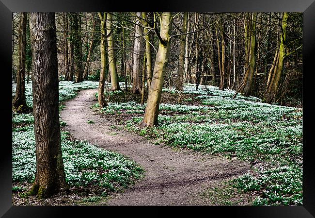 Snowdrops at Walsingham Framed Print by Stephen Mole