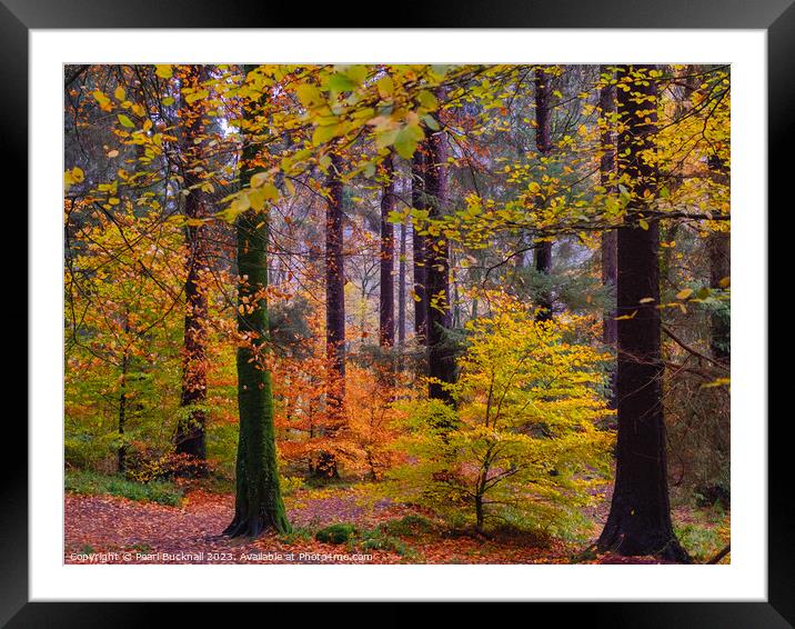 Autumn Trees on Betws-y-Coed Walk in Snowdonia Framed Mounted Print by Pearl Bucknall