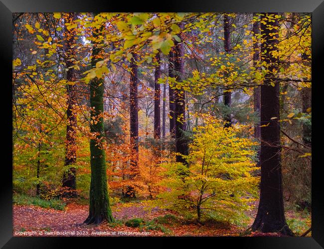 Autumn Trees on Betws-y-Coed Walk in Snowdonia Framed Print by Pearl Bucknall