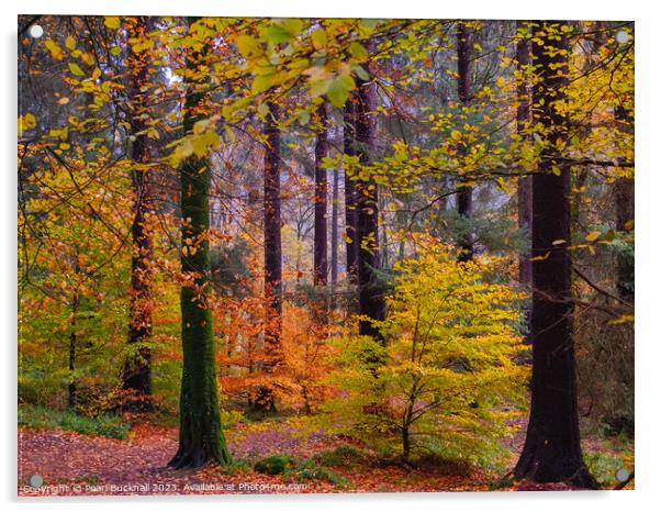 Autumn Trees on Betws-y-Coed Walk in Snowdonia Acrylic by Pearl Bucknall