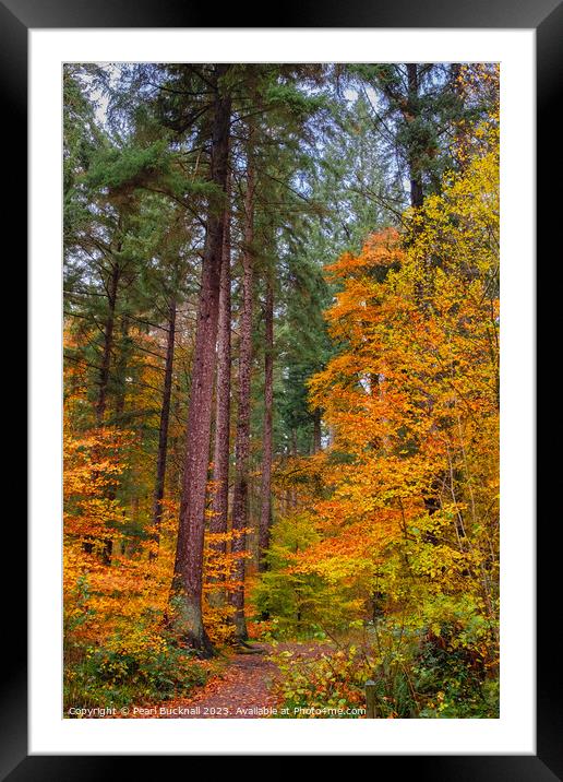 Autumn Glory on Coed Tan Dinas Walk in Snowdonia Framed Mounted Print by Pearl Bucknall