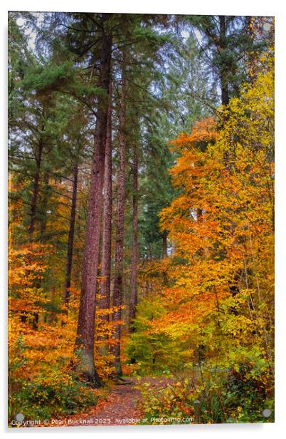 Autumn Glory on Coed Tan Dinas Walk in Snowdonia Acrylic by Pearl Bucknall