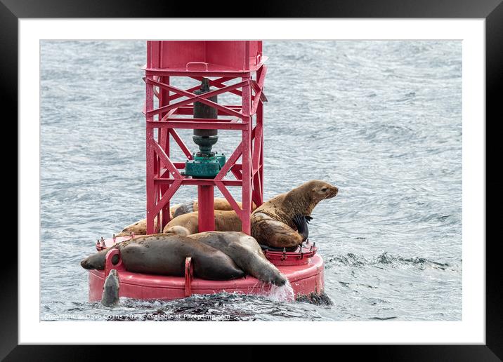 Steller Sea lions resting and calling on a Shipping Light Buoy in Sitka, Alaska, USA Framed Mounted Print by Dave Collins