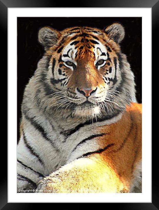 Tiger Boy Framed Mounted Print by Nicky Vines