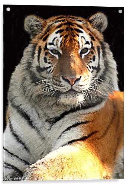 Tiger Boy Acrylic by Nicky Vines