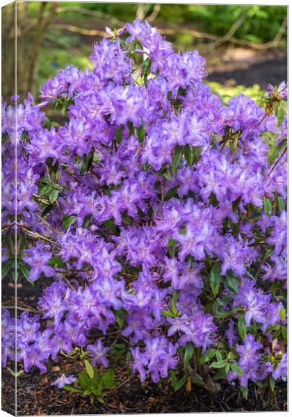 Rhododendron Augustinii Flowers In Spring Canvas Print by Artur Bogacki