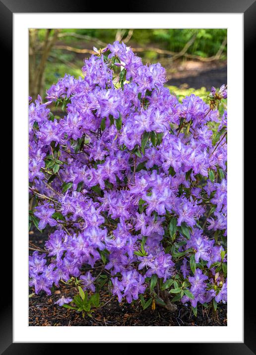 Rhododendron Augustinii Flowers In Spring Framed Mounted Print by Artur Bogacki