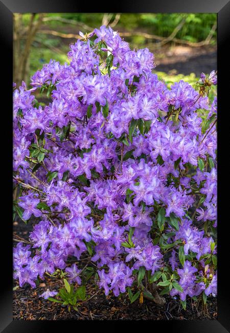 Rhododendron Augustinii Flowers In Spring Framed Print by Artur Bogacki