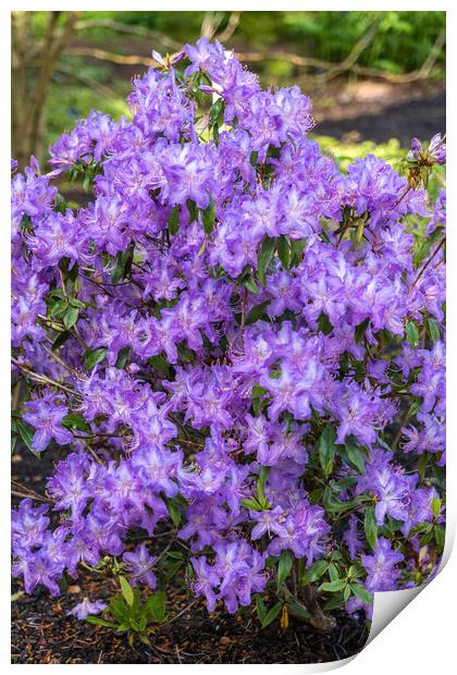 Rhododendron Augustinii Flowers In Spring Print by Artur Bogacki