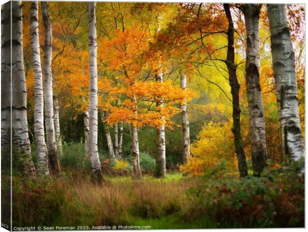 Silver birch autumn Canvas Print by Sean Foreman