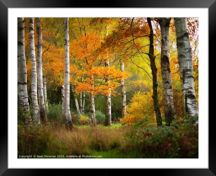 Silver birch autumn Framed Mounted Print by Sean Foreman