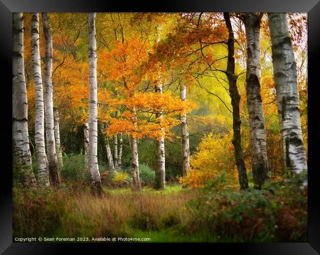 Silver birch autumn Framed Print by Sean Foreman