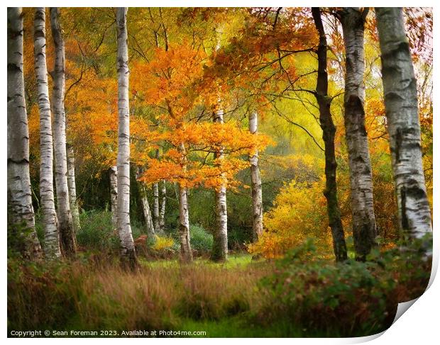 Silver birch autumn Print by Sean Foreman