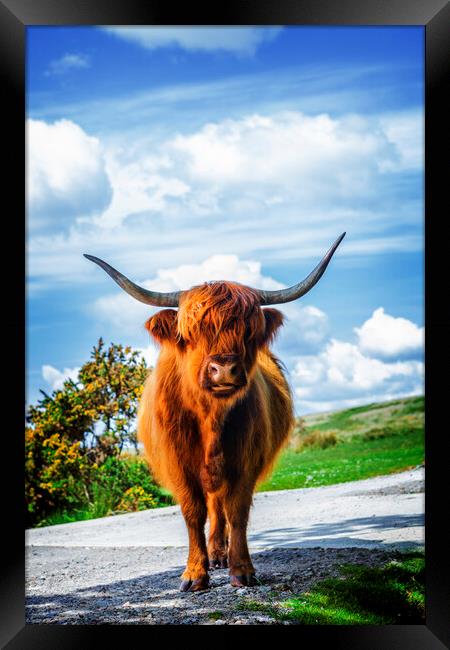 Highland Cow Dartmoor Framed Print by Maggie McCall