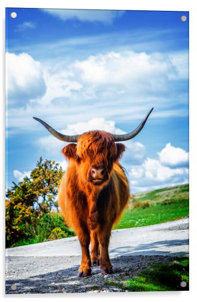 Highland Cow Dartmoor Acrylic by Maggie McCall