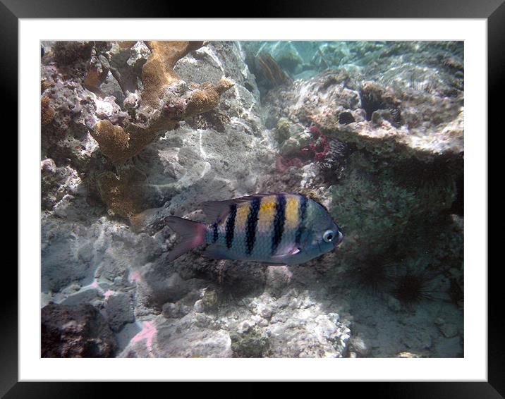 fish and coral Framed Mounted Print by Tamma DuPree